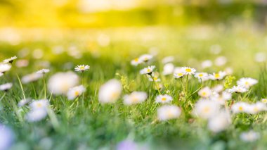 Papatya tarlası ve yeşil otlarla dolu yaz manzarası. Güzel kır çiçekleri papatya çayı, sarı ışık sabah sisi doğada yakın çekim makrosu. Manzara geniş biçimli pastel renkler, ilkbahar ve yaz güneşinin altında çayır