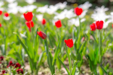 Güzel beyaz ve kırmızı laleleri olan bahar bahçesi arka planı. Kartpostal veya rüya duvar kağıdı için güneşli park arkaplanı