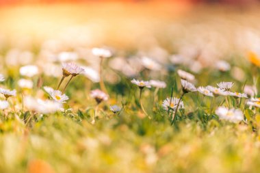 Güneş ışığında papatya çiçeği tarlası. Papatya çiçekleri güneş ışığında geniş bir arkaplan oluşturuyor. Yaz Papatyaları. Çiçekli papatyaları olan güzel bir doğa sahnesi. Bahar çiçekleri güzel çayırlar, bulanık bokeh rüya manzarası