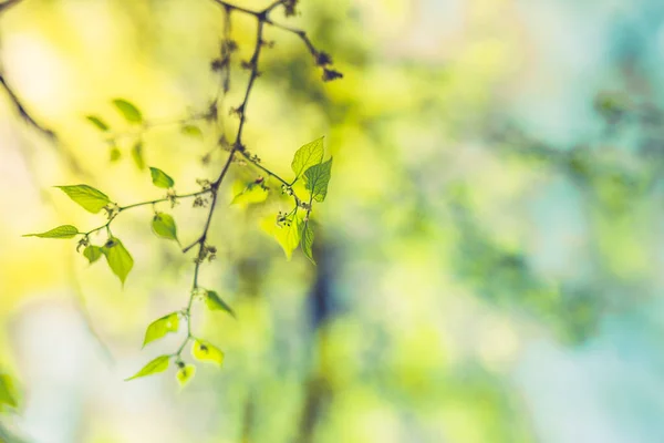 Amazing Nature View Green Leaf Blurred Greenery Background Garden Sunlight — Stock Photo, Image