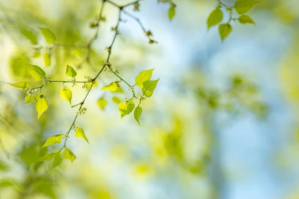 Amazing Nature View Green Leaf Blurred Greenery Background Garden Sunlight — Stock Photo, Image