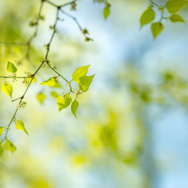 Amazing Nature View Green Leaf Blurred Greenery Background Garden Sunlight — Stock Photo, Image