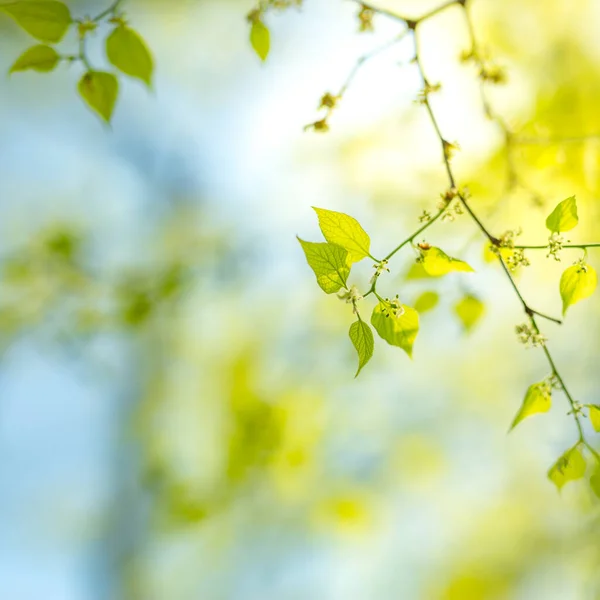 Amazing Nature View Green Leaf Blurred Greenery Background Garden Sunlight — Stock Photo, Image