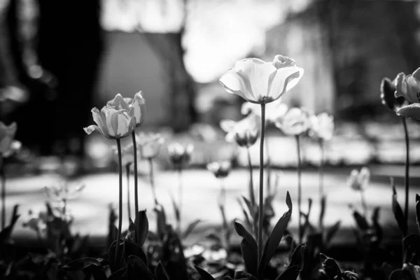 Tulips in black and white. Tulip full bloom in monotone. Artistic black and white flower field, fine art nature background