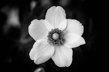 Siyah ve beyaz çiçekli bir Cape Marguerite çiçeği deseni. Sanatsal arka planda yumuşak odaklı beyaz papatyayı kapat