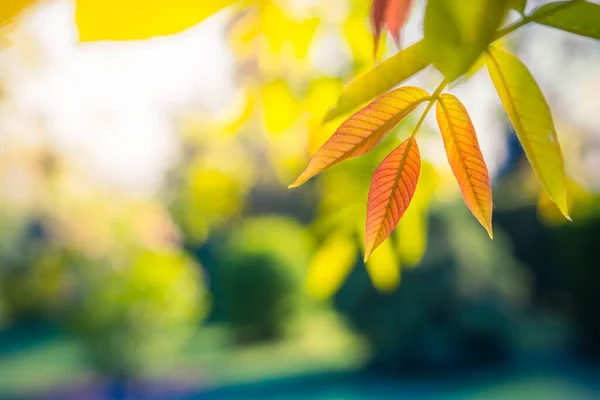 Φθινοπωρινό Φόντο Πολύχρωμα Φύλλα Θολή Θέα Πάρκο Πτώση — Φωτογραφία Αρχείου