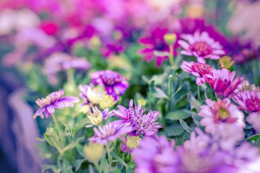 Arka plan için çiçek buketi. Bulanık çiçek bahçesi. Kozmos çiçekleri ve aydınlık bokeh bulanık parlak renkli çiçeklerin yumuşak odağı soyut arkaplan