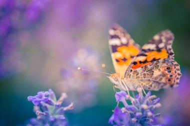 Güzel makro çekim. Parlak yapraklı soyut arkaplan, kırmızı ve sarı papatya otlaklı yakından çekilmiş fotoğraf. Çiçek arkaplanı