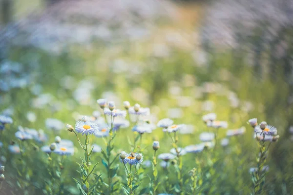 Blume Bokeh Für Hintergrund Verschwommener Blumengarten Kosmos Blumen Und Licht — Stockfoto