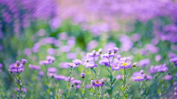 stock image Purple field of flowers, blurred spring summer landscape. Bright sunny nature view, closeup violet floral backdrop