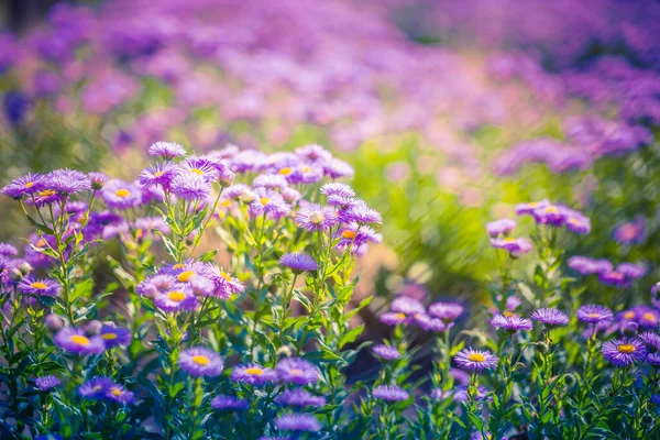 Фиолетовое Поле Цветов Размытый Весенний Летний Пейзаж Яркий Солнечный Вид — стоковое фото