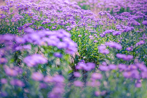 Фиолетовое Поле Цветов Размытый Весенний Летний Пейзаж Яркий Солнечный Вид — стоковое фото