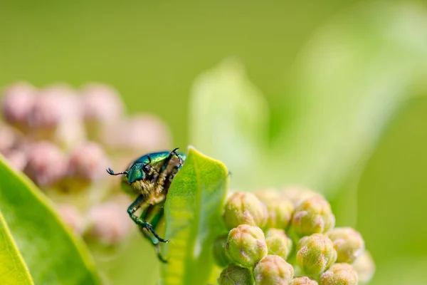 Insecto Sobre Hoja Con Las Flores Colorido Insecto Escudo Primavera —  Fotos de Stock