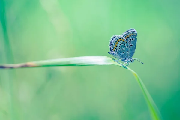 Krásná Příroda Detailní Svěží Jarní Ráno Přírodě Létání Krásné Motýl — Stock fotografie