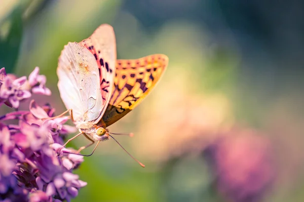 Hermosa Naturaleza Primer Plano Fresca Mañana Primavera Naturaleza Volando Hermosa — Foto de Stock