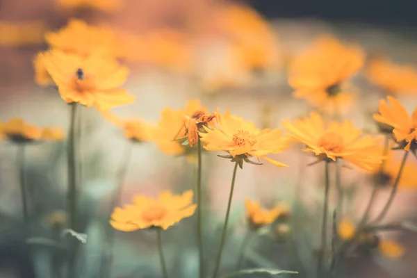 Retro flowers background. Beautiful floral field, orange flowers and blurred garden landscape. Artistic nature closeup, dream vintage floral backdrop