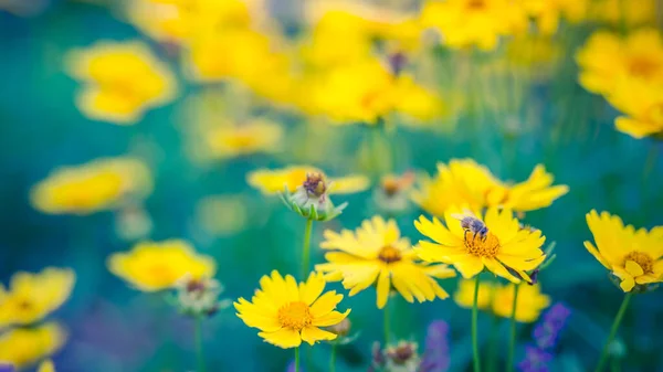 Ljusa Vackra Gula Blommor Blå Äng Drömmande Konstnärlig Trädgård Närbild — Stockfoto