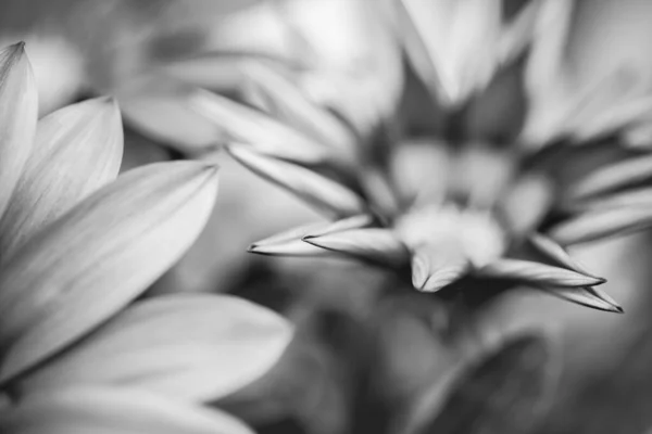 春の夏の花に芸術的な黒と白の花弁 黒と白の花の花弁の閉じる 白の色合い 柔らかい夢のようなイメージ — ストック写真