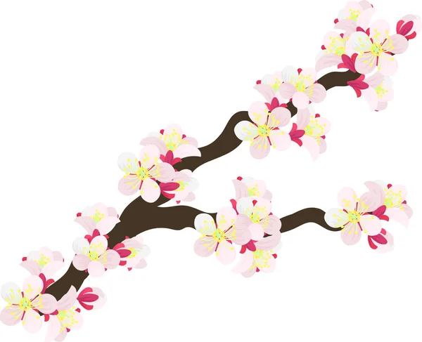 Ilustrasi Bunga Plum Cantik - Stok Vektor