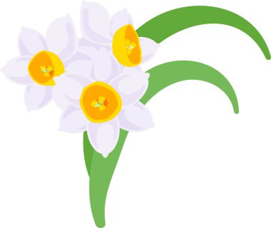 Güzel Nergis, çizim