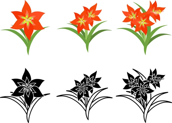 Amarilllis 'in şirin ikonları