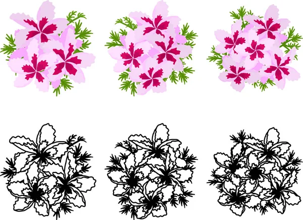 Les Icônes Mignonnes Pelargonium — Image vectorielle