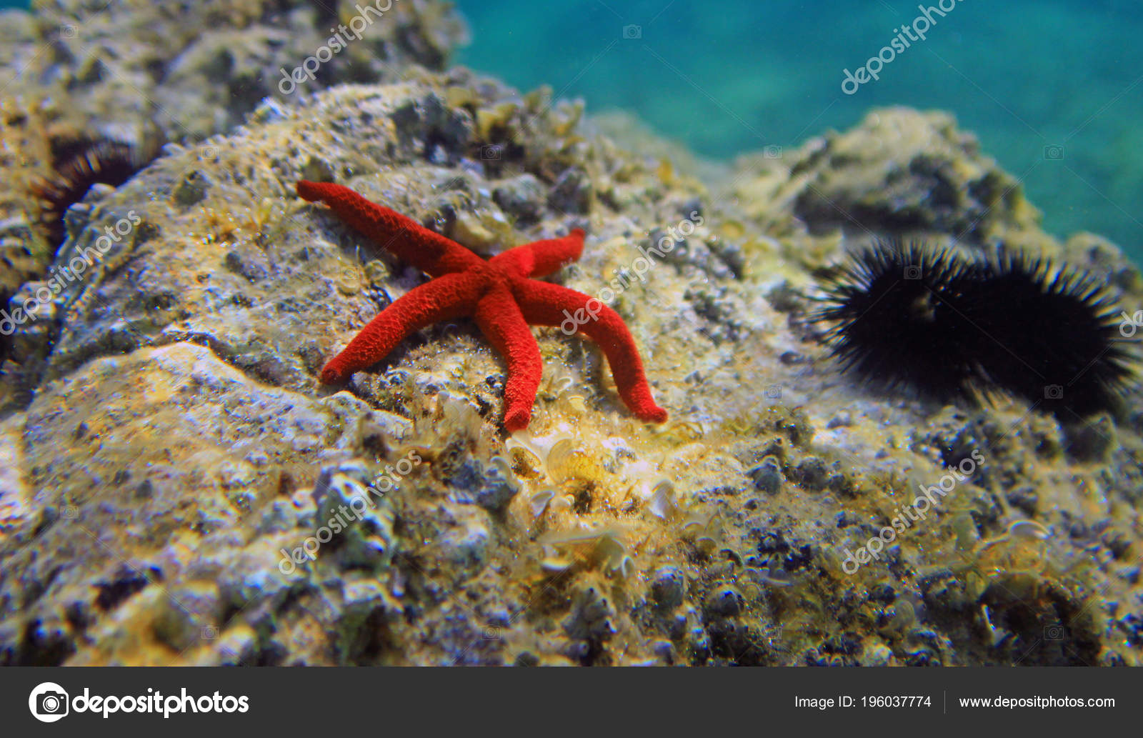 mediterranean red sea star