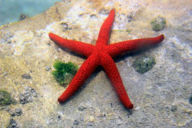 Akdeniz Kızıldeniz Yıldızı (Echinaster sepositus)