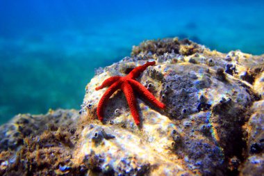 Mediterranean Red sea star (Echinaster sepositus) clipart