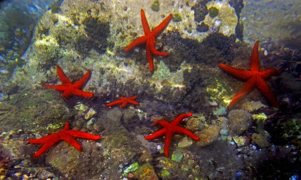 Stella Del Mar Rosso Mediterraneo Echinaster Sepositus — Foto Stock