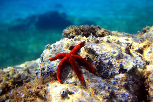 Středozemní Red Sea Star Echinaster Sepositus — Stock fotografie