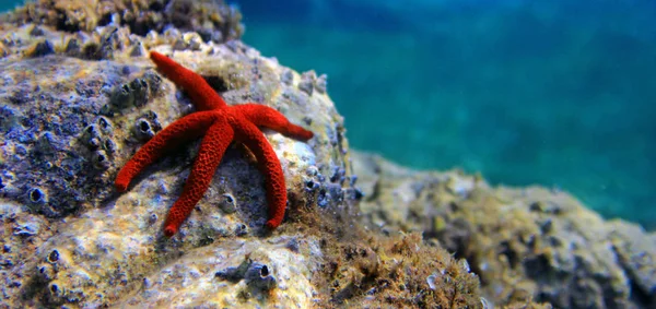 Mediterranean Red Sea Star Echinaster Sepositus — Stock Photo, Image