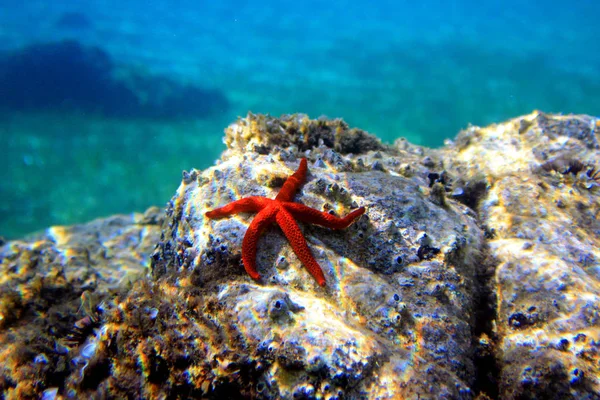 Estrela Mar Vermelho Mediterrâneo Echinaster Sepositus — Fotografia de Stock