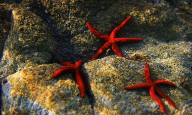 Mediterranean Red sea star (Echinaster sepositus) clipart