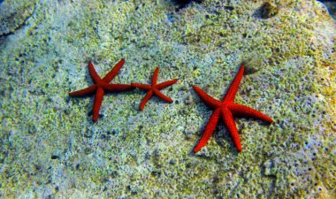Akdeniz Kızıldeniz Yıldızı (Echinaster sepositus) 