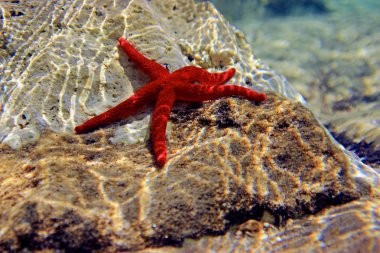 Akdeniz Kızıldeniz Yıldızı (Echinaster sepositus) 