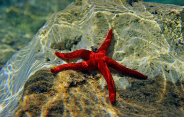Akdeniz Kızıldeniz Yıldızı (Echinaster sepositus)