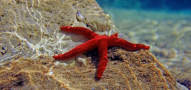 Akdeniz Kızıldeniz Yıldızı (Echinaster sepositus) 