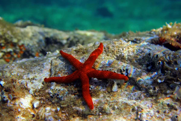 Středozemní Red Sea Star Echinaster Sepositus — Stock fotografie