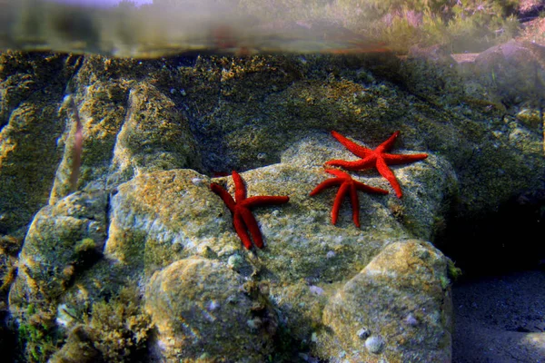 Středozemní Red Sea Star Echinaster Sepositus — Stock fotografie