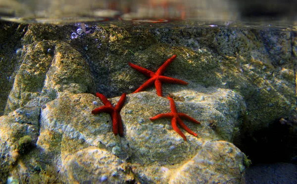 Śródziemnomorska Gwiazda Morza Czerwonego Echinaster Sepositus — Zdjęcie stockowe