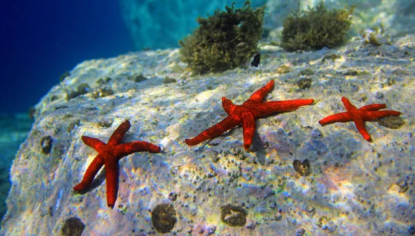 Mediterranean Red Sea Star Echinaster Sepositus — Stock Photo, Image