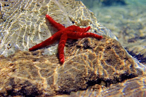 Roter Meeresstern Echinaster Sepositus — Stockfoto