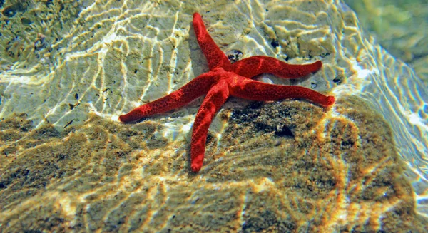 Földközi Tengeri Vörös Tengeri Csillag Echinaster Sepositus — Stock Fotó