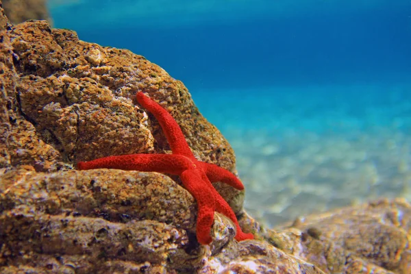 Estrela Mar Vermelho Mediterrâneo Echinaster Sepositus — Fotografia de Stock