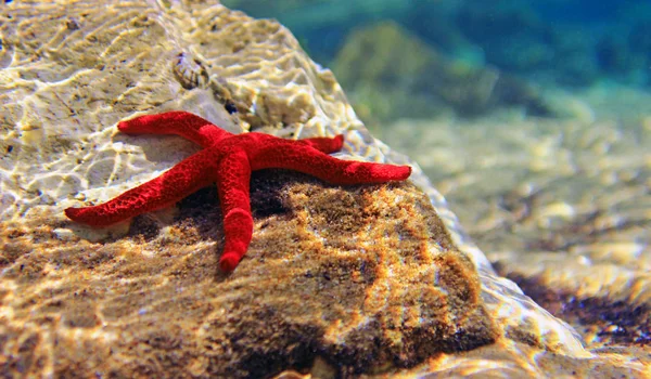Μεσόγειος Αστέρας Της Ερυθράς Θάλασσας Echinaster Sepositus — Φωτογραφία Αρχείου