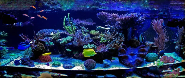 Coral Reef Akvarium Tank — Stockfoto