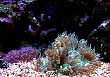 LPS Elegance mercan resif akvaryum (Catalaphyllia Jardinei)