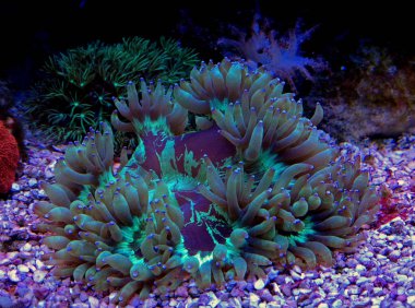 LPS Elegance mercan resif akvaryum (Catalaphyllia Jardinei)