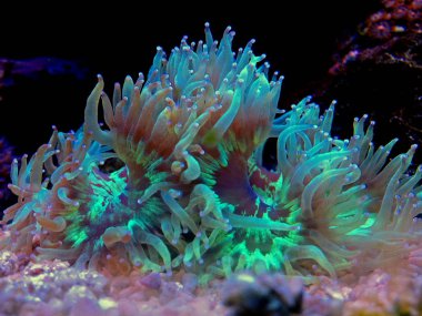 LPS Elegance mercan resif akvaryum (Catalaphyllia Jardinei)